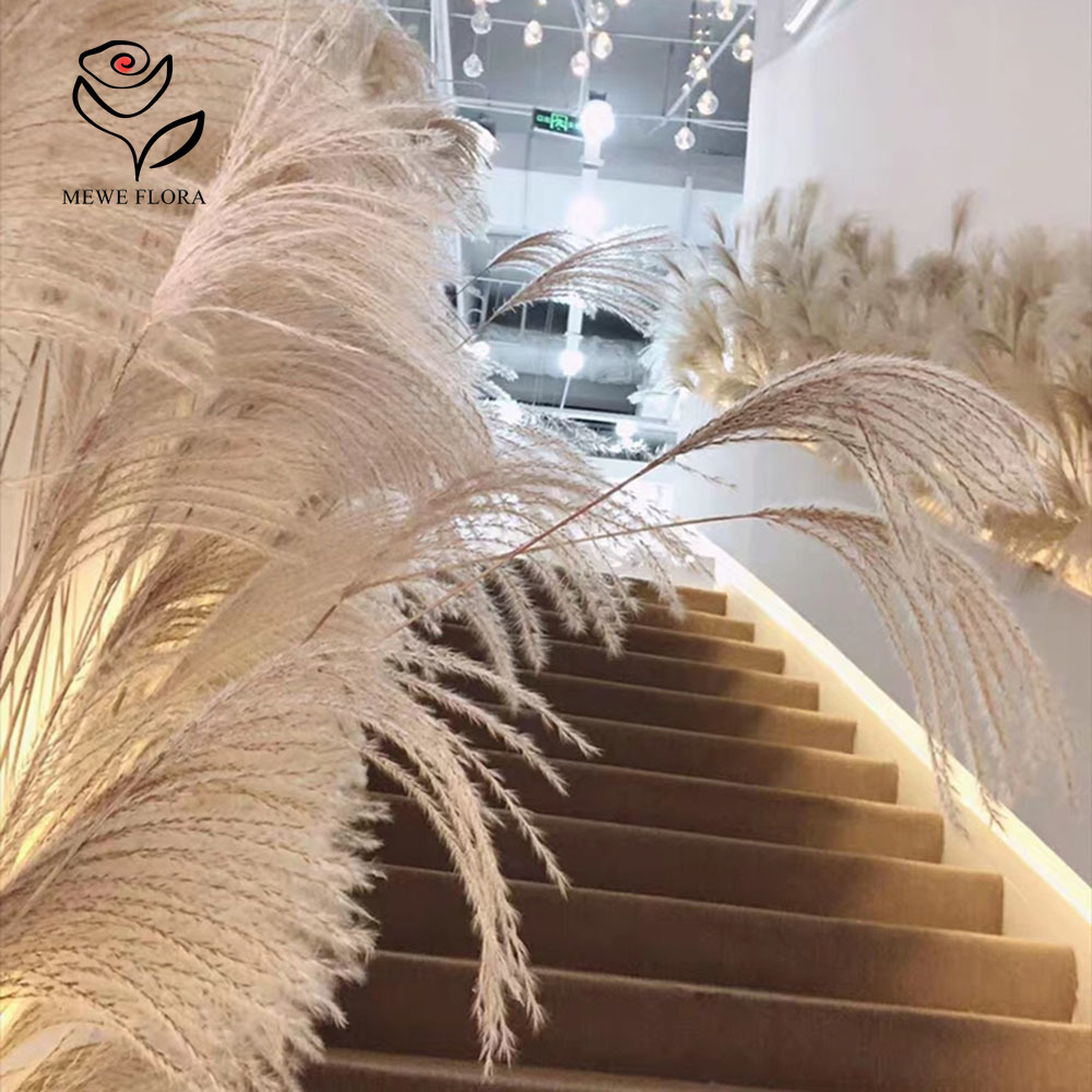 200PCS ธรรมชาติแห้ง Fluffy Ree - Pampas Grass Decor บทวิจารณ์และราคา