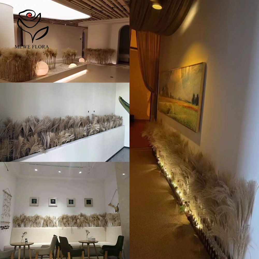 200PCS ธรรมชาติแห้ง Fluffy Ree - Pampas Grass Decor บทวิจารณ์และราคา
