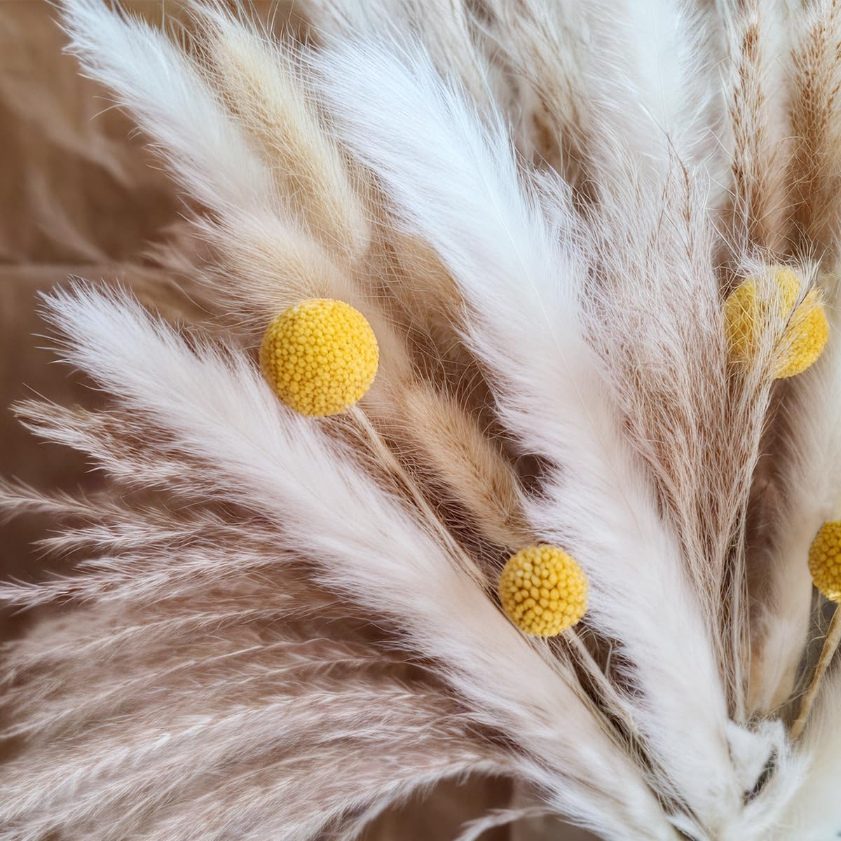 ช่อดอกแพมพัสแห้ง ดอกไม้แห้งธรร - Pampas Grass Decor บทวิจารณ์และราคา